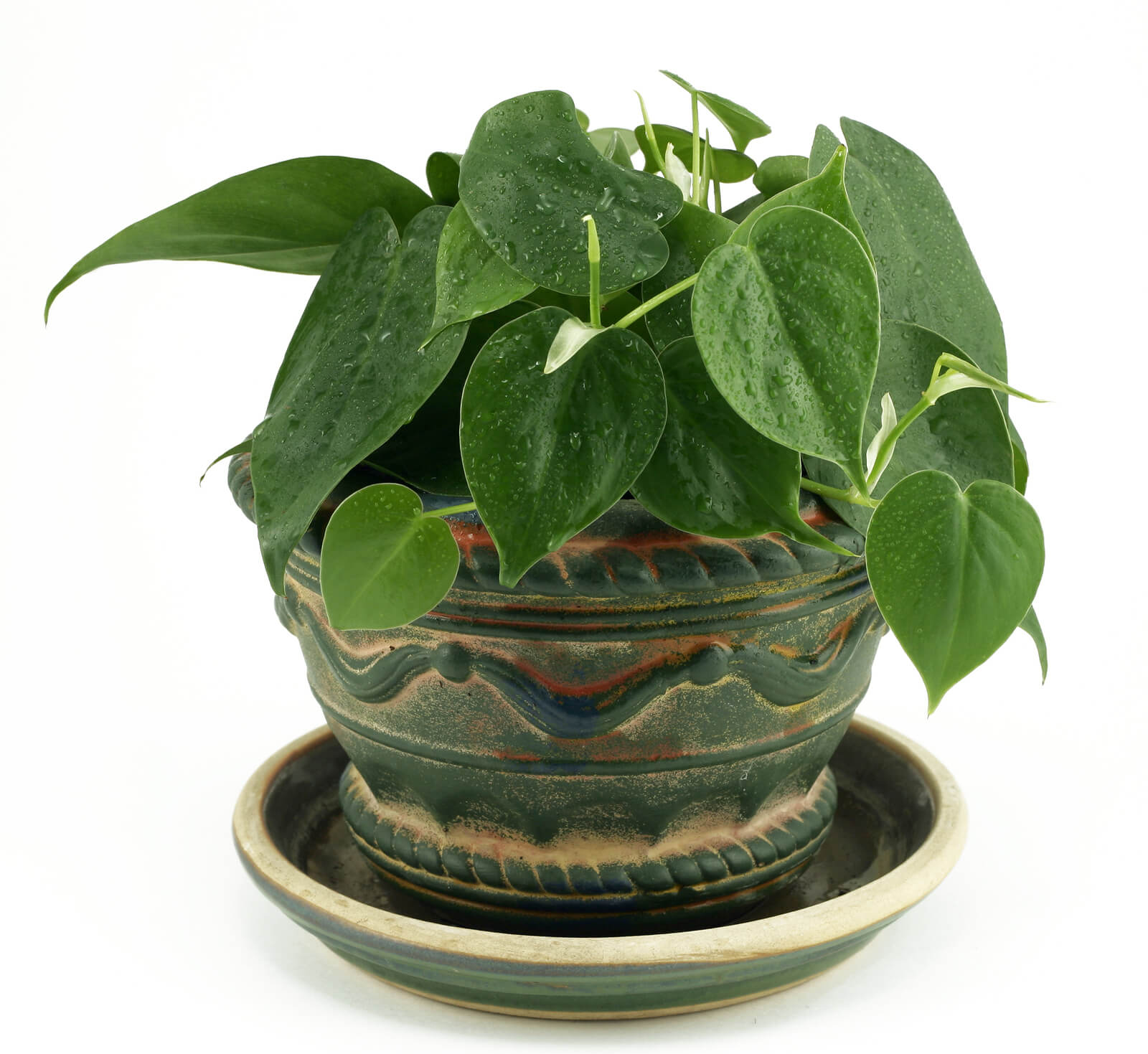 Proper Care and Feeding of the Philodendron » Caring for Houseplants
